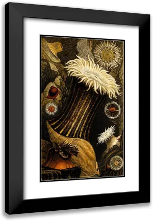 ArtDirect Philip Henry Gosse 13x18 Black Modern Frame and Double Matted Museum Art Print Titled - Sagartia Nivea, S. Miniata, S.Troglodytes, S. Parasitica (1860)