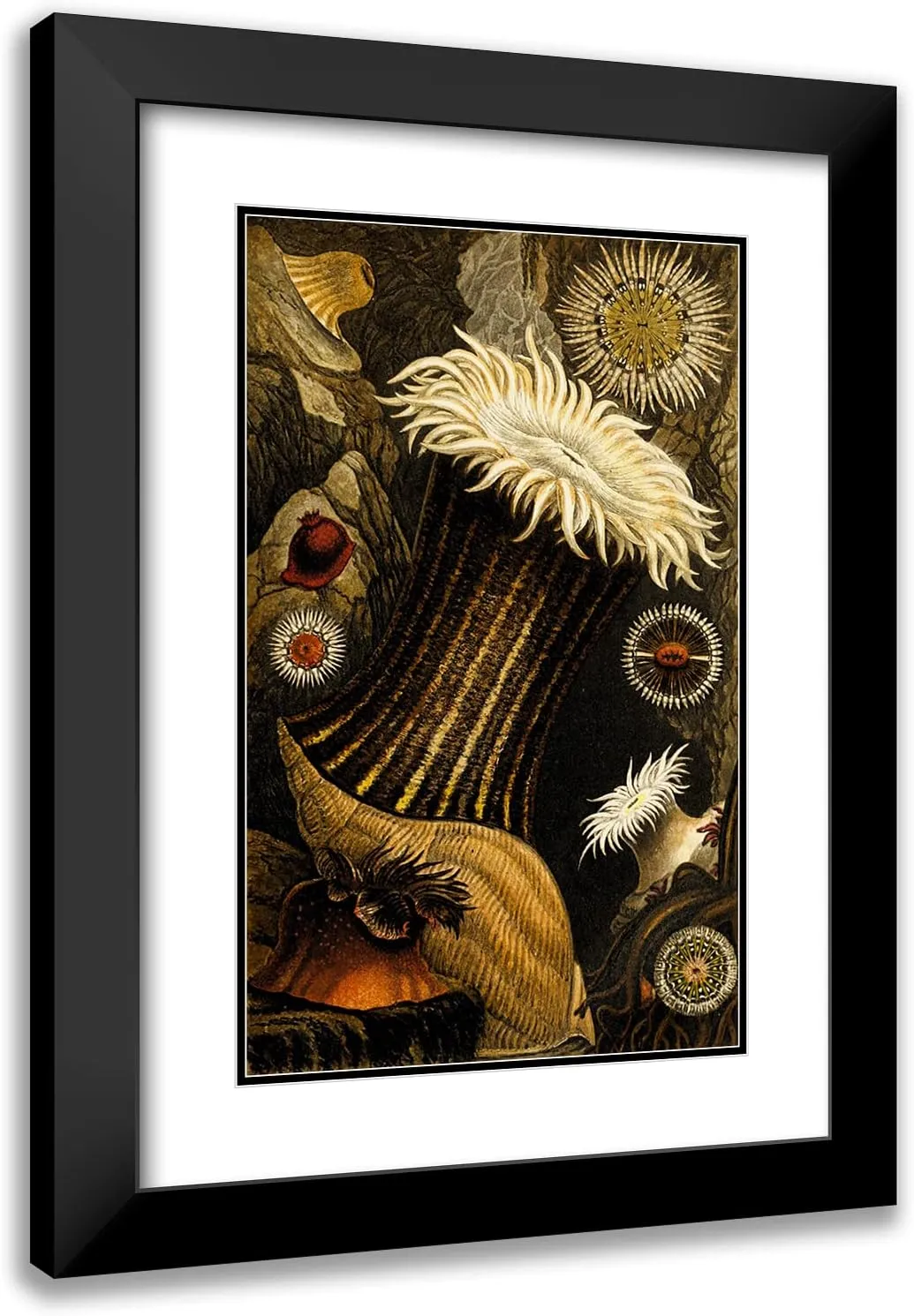 ArtDirect Philip Henry Gosse 13x18 Black Modern Frame and Double Matted Museum Art Print Titled - Sagartia Nivea, S. Miniata, S.Troglodytes, S. Parasitica (1860)