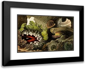 ArtDirect Philip Henry Gosse 18x12 Black Modern Frame and Double Matted Museum Art Print Titled - Tealia Cassicornis, Bunodes Gemmacea, B. Ballii, B. Thallia (1860)