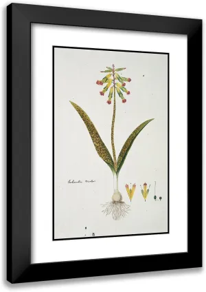 ArtDirect Robert Jacob Gordon 17x24 Black Modern Frame and Double Matted Museum Art Print Titled - Lachenalia Aloides (L.F.) Engl. Var. Aloides (Opal Flowers) (1777-1786)