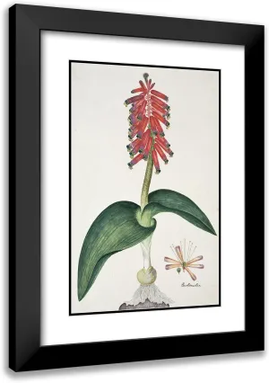 ArtDirect Robert Jacob Gordon 17x24 Black Modern Frame and Double Matted Museum Art Print Titled - Lachenalia Bulbifera (Cirillo) ENGL. (1777-1786)