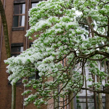 Chinese Fringe Tree
