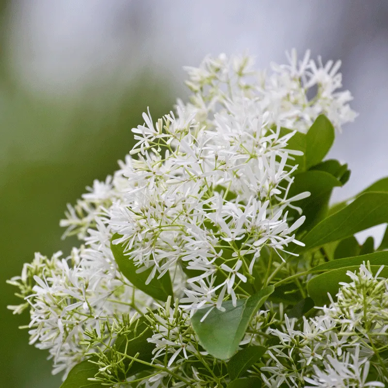 Chinese Fringe Tree