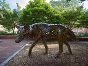 Historic Pictoric Photo- One of a Group of Wolf Sculptures at North Carolina State University in Raleigh, The Capital City of North Carolina 1 Fine Art Photo Reproduction 14in x 11in