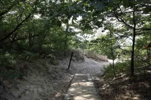 Photo- The last few feet of the path from high, wooded campsites down to the dunes at Indiana Dunes State Park, encompassing 2,182 acres of beaches, sand dunes 3 Fine Art Photo 24in x 16in